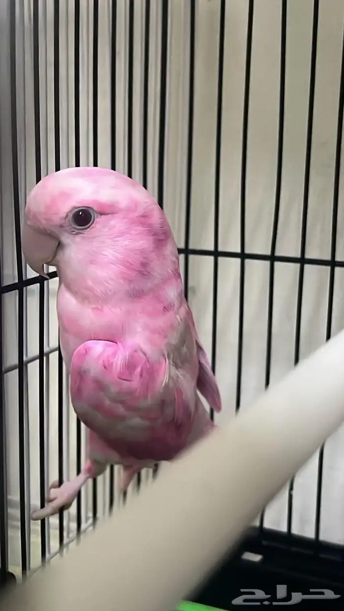 ذكر روز البينو عيون حمر غير اليف 0