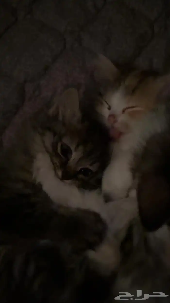 قطط للتبني 1