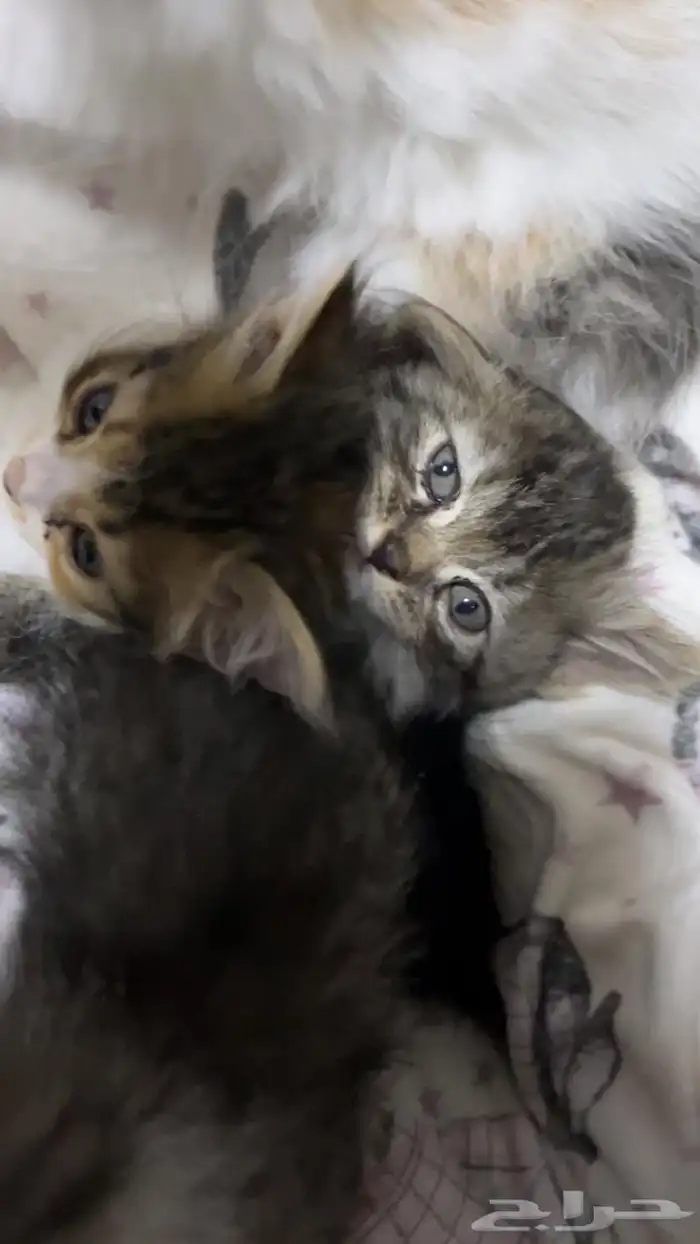 قطط للتبني 10