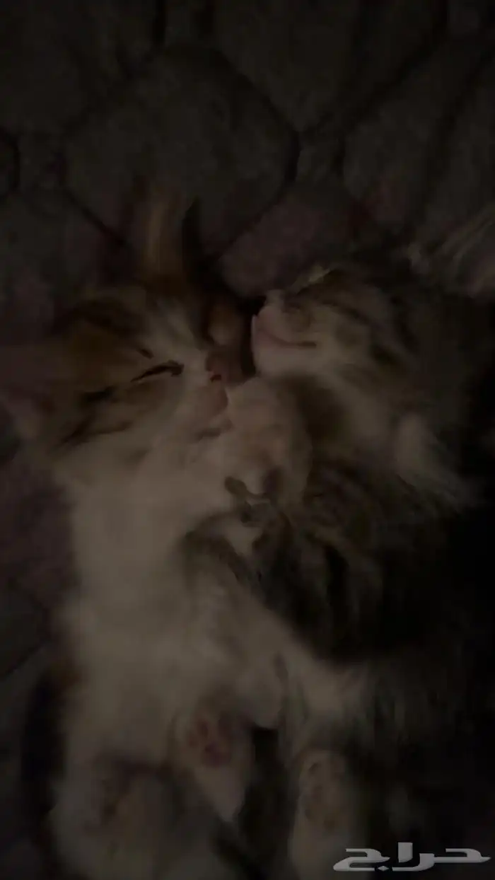 قطط للتبني 8