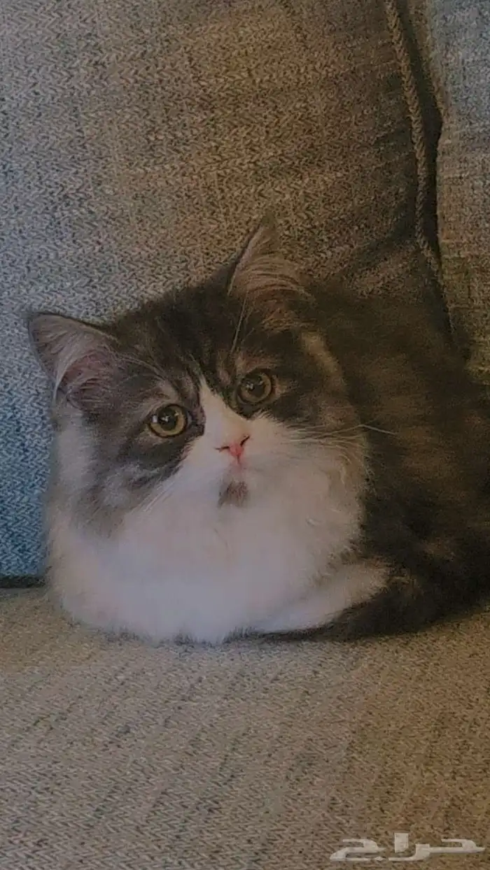 قطة عمرها 6 شهور 0