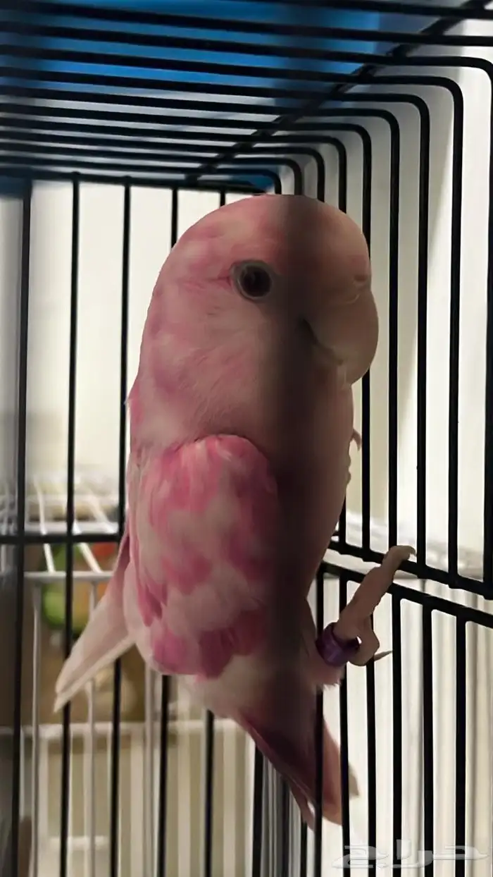 ذكر روز البينو عيون حمر غير اليف 1