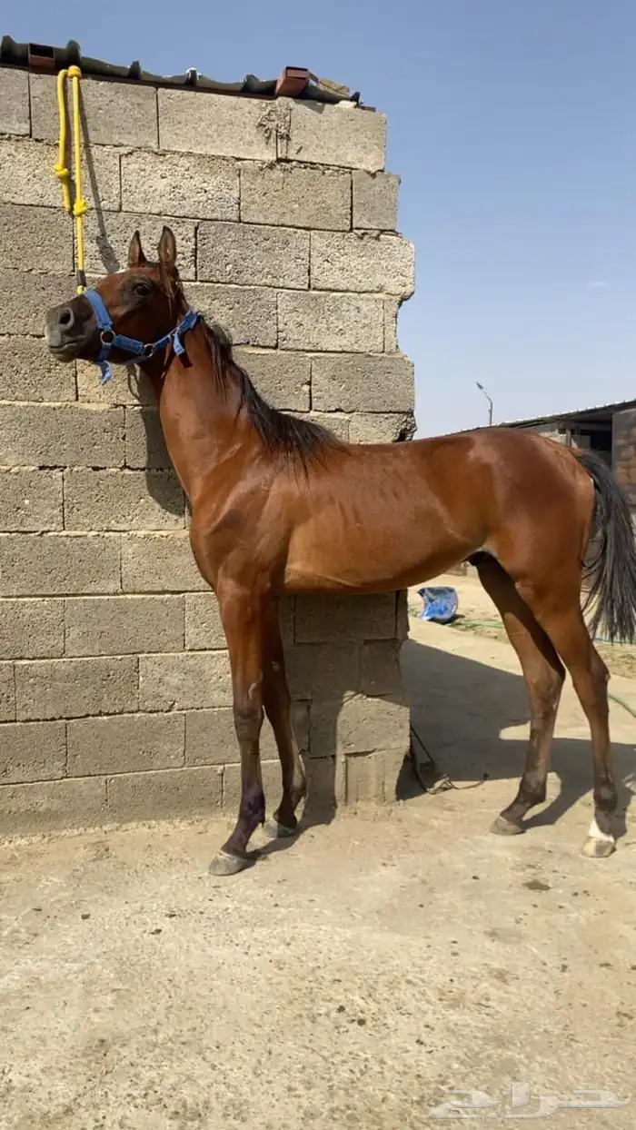 مهر عربي شعبي 0