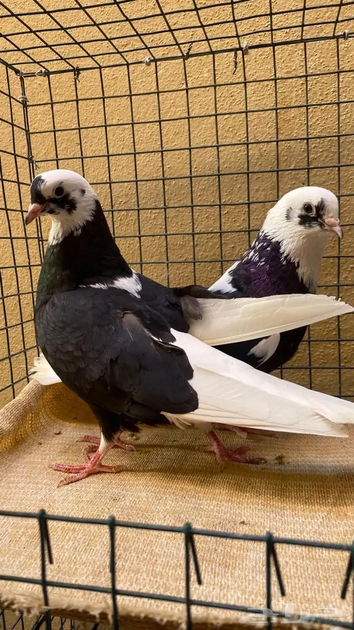 جوزين قطايف كل جوز تحته طبتين 1