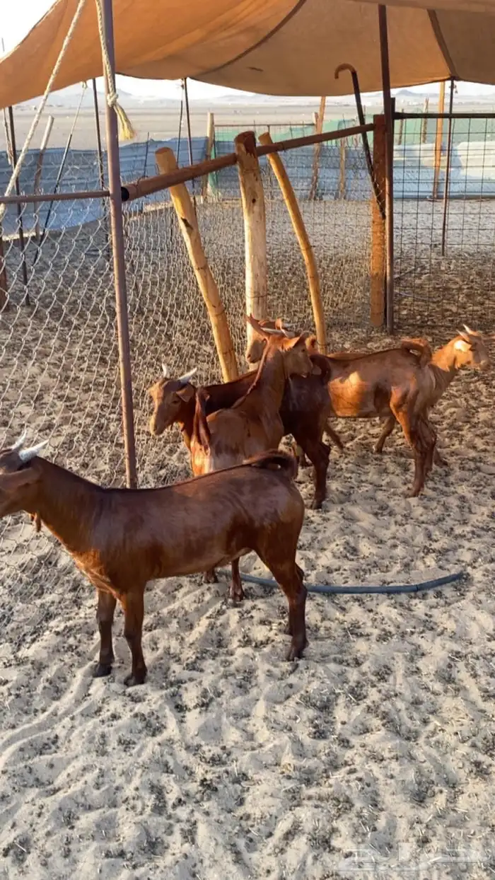 فحل محايلي صنف 1