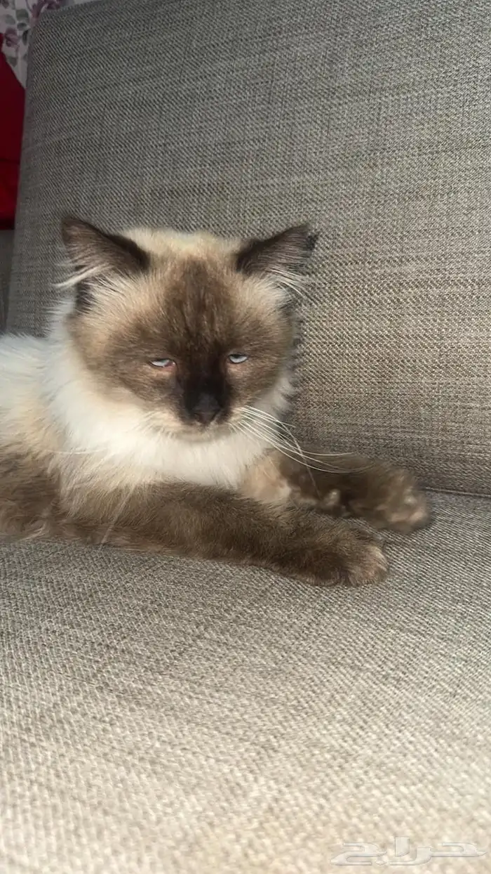 قطة للبيع انثي 4