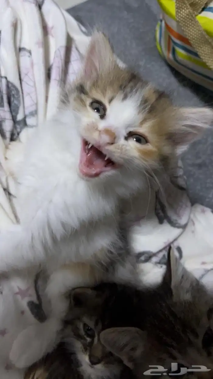 قطط للتبني 11