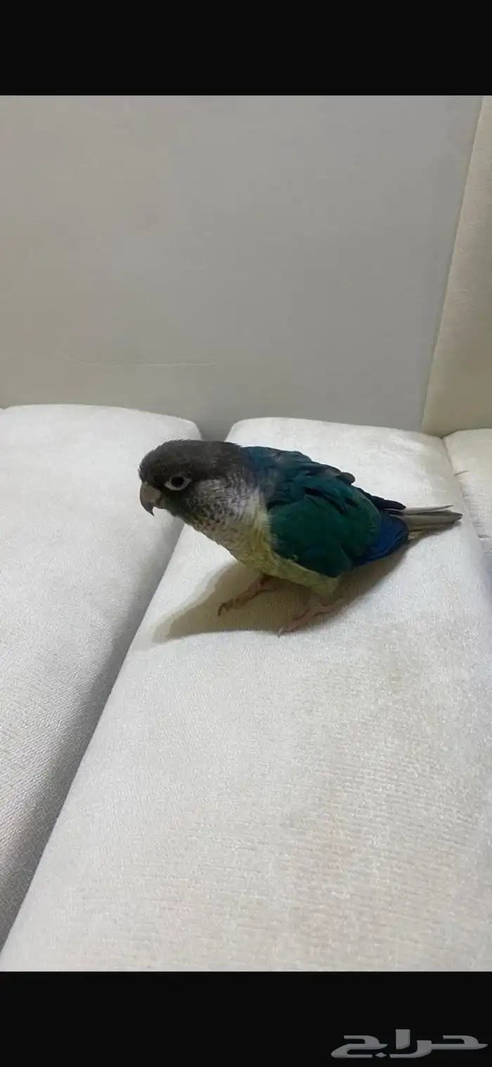 كنيور على السوم 0