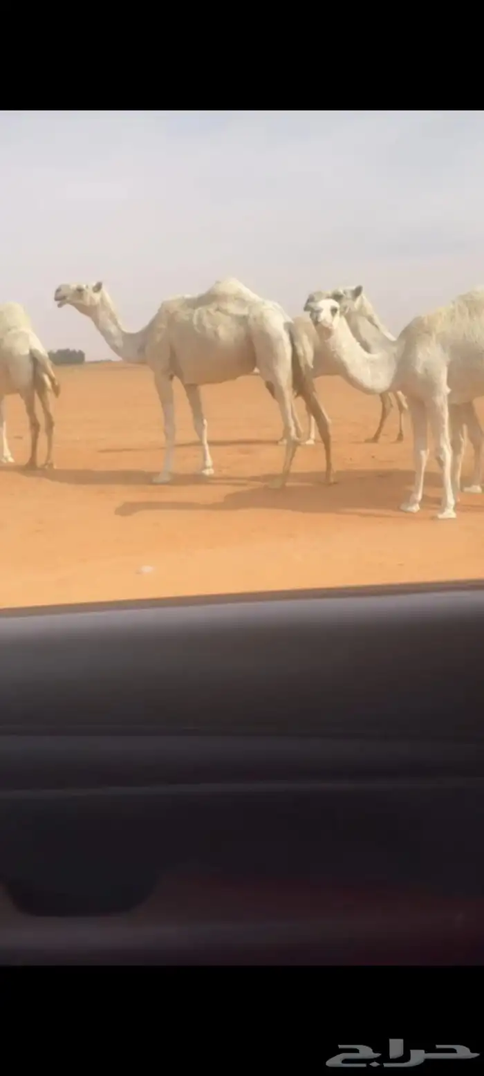 ابل للبيع العدد 17 فيها 8نياق و8 بكار ووحدة رحول 4