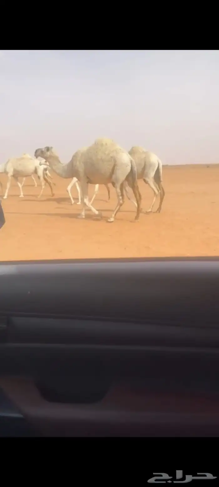 ابل للبيع العدد 17 فيها 8نياق و8 بكار ووحدة رحول 0