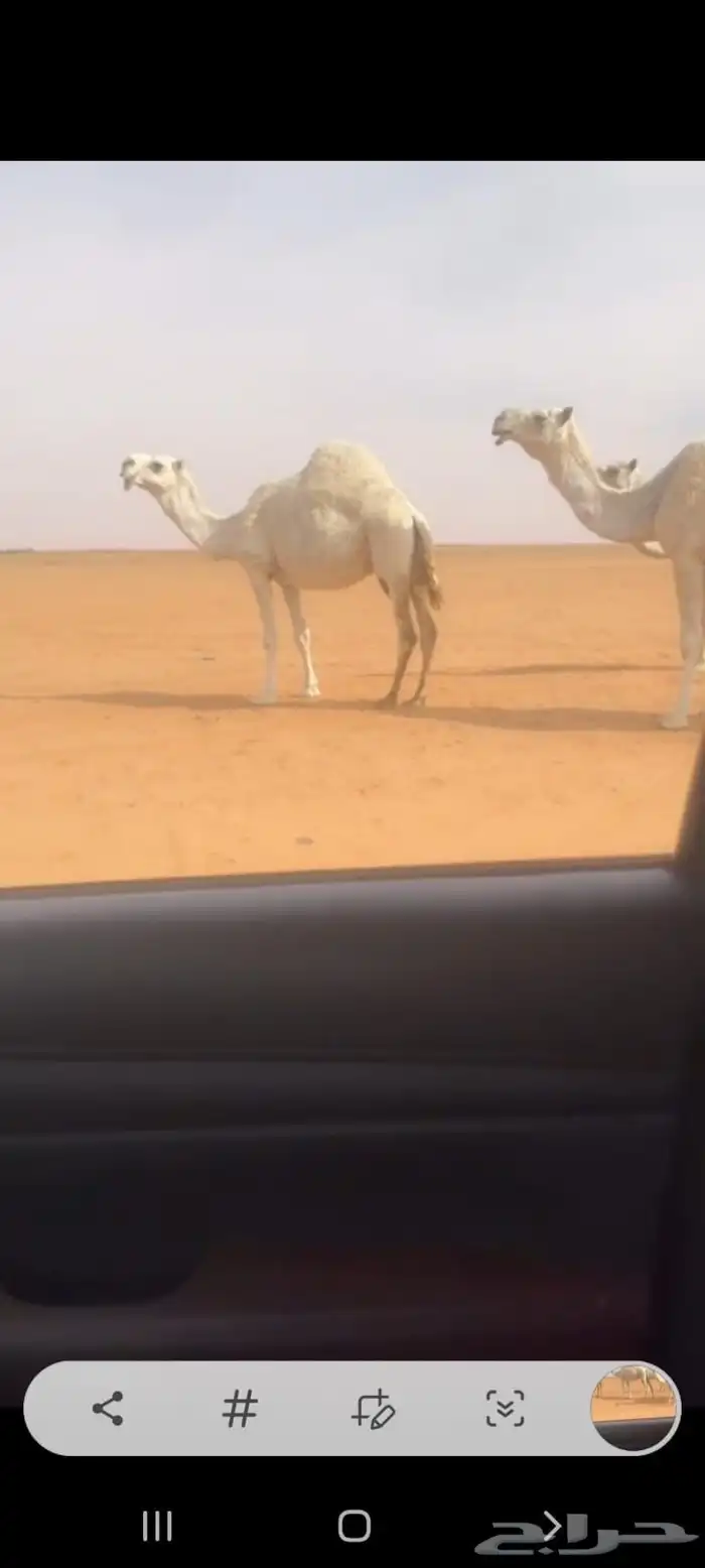 ابل للبيع العدد 17 فيها 8نياق و8 بكار ووحدة رحول 1