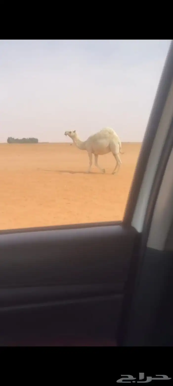 ابل للبيع العدد 17 فيها 8نياق و8 بكار ووحدة رحول 2