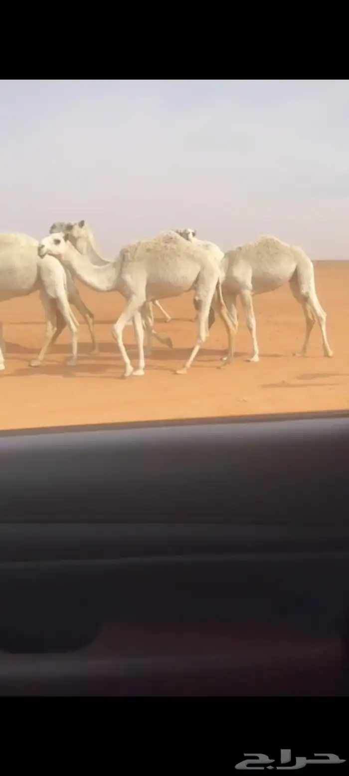 ابل للبيع العدد 17 فيها 8نياق و8 بكار ووحدة رحول 5