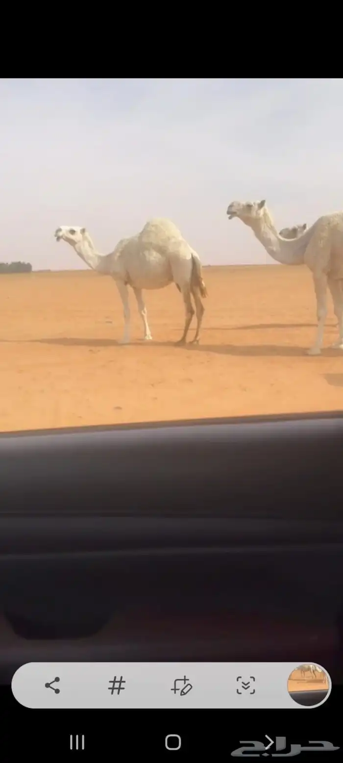 ابل للبيع العدد 17 فيها 8نياق و8 بكار ووحدة رحول 3