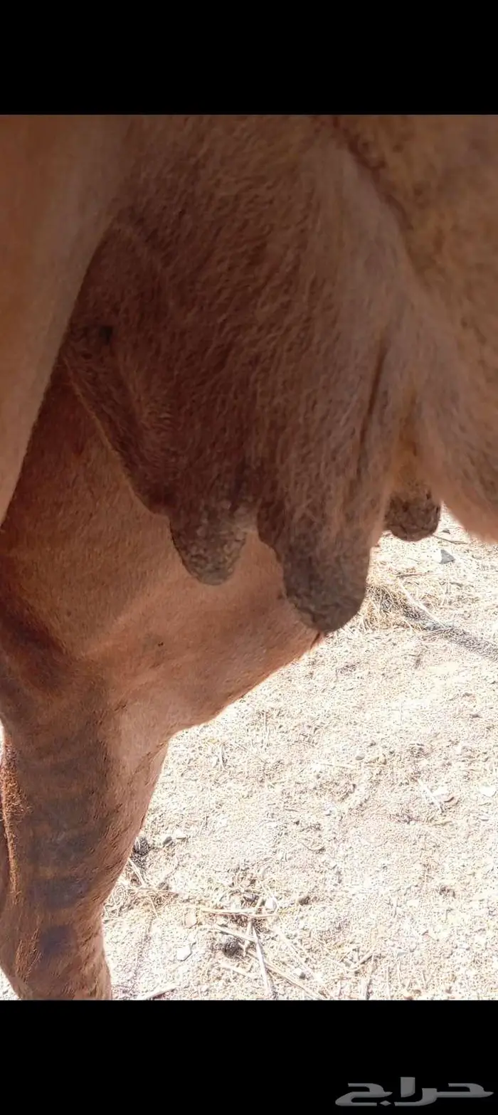 القحه حمرا 3