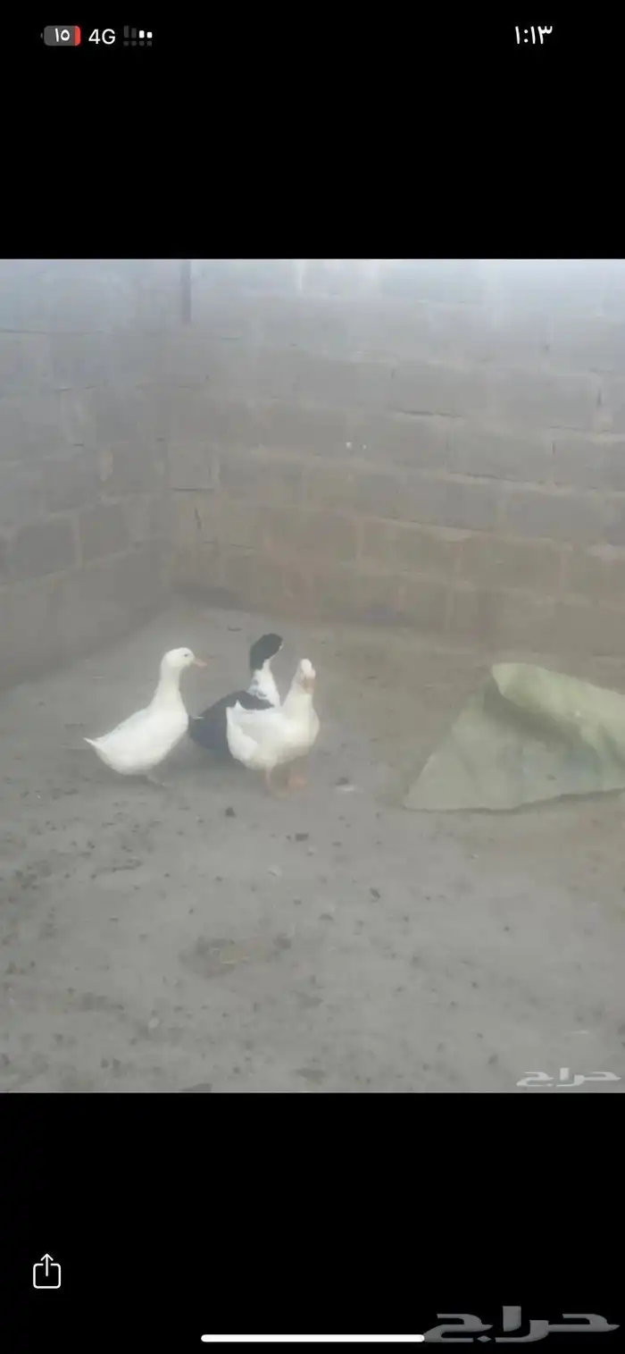 بط بلدي و الابيض بيرلنكي 0