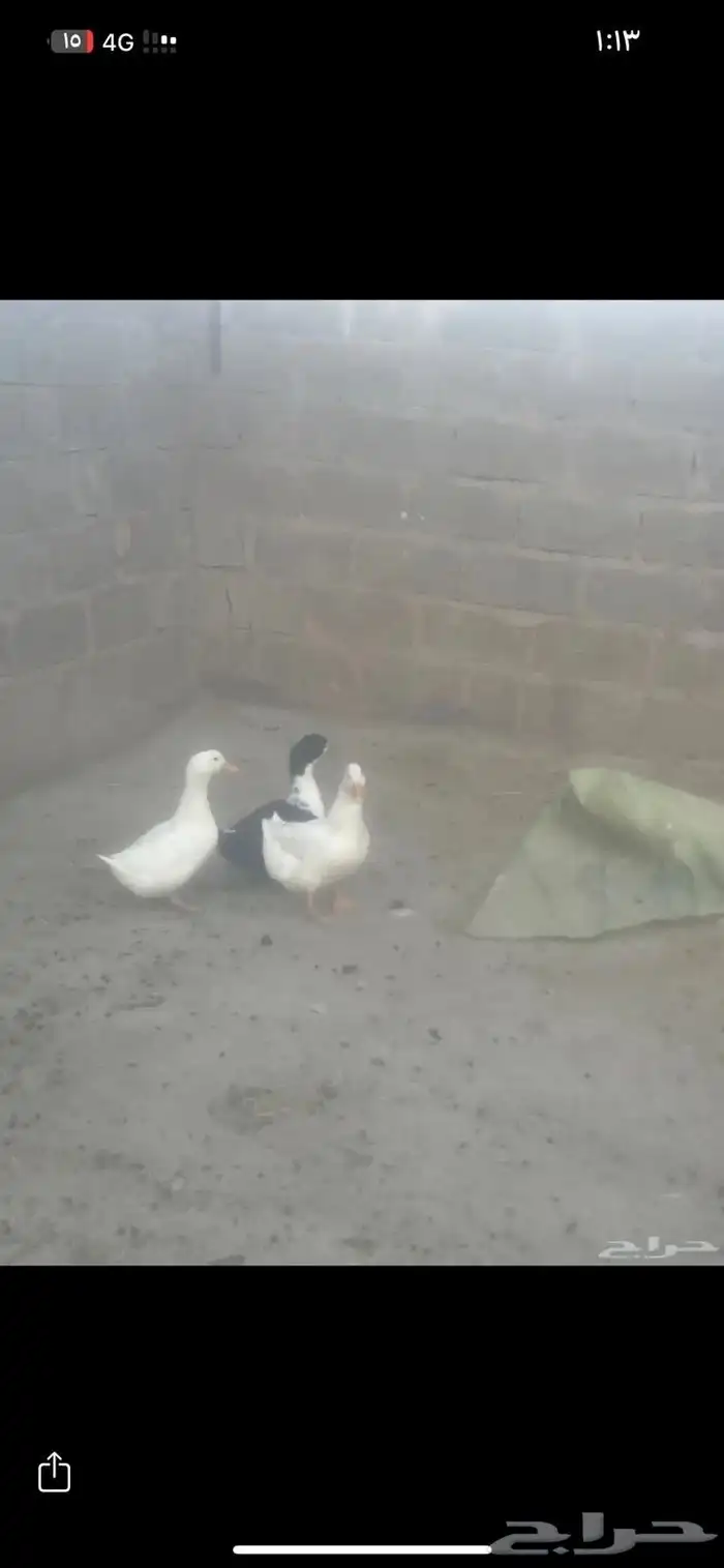 بط ثلاث للبيع 0