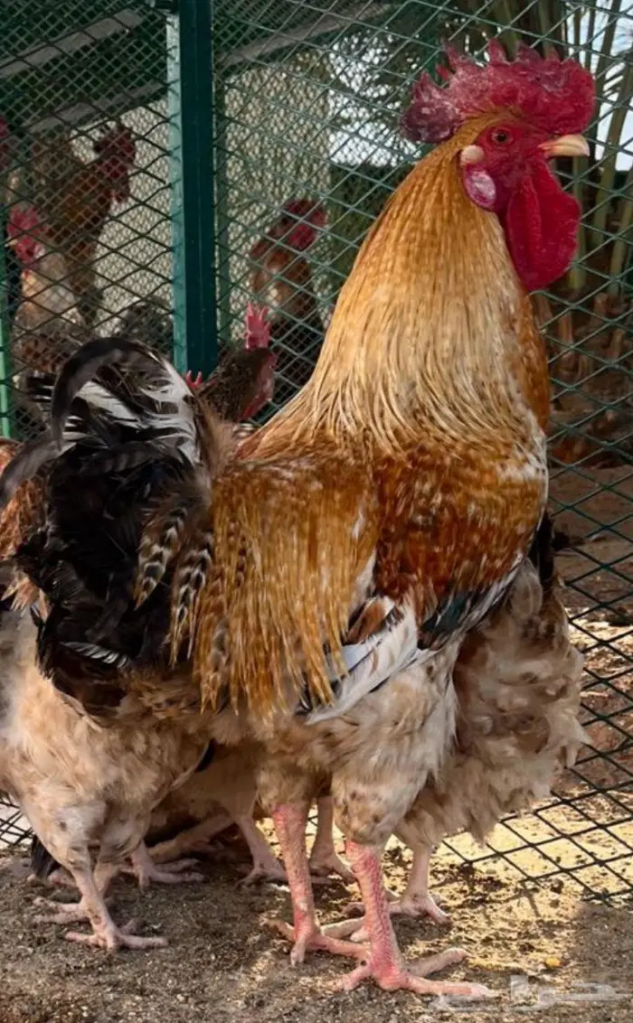 ديوك أحجام فاخرة جدا 1