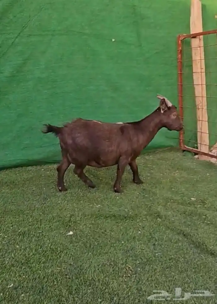 الماعز القزم 25