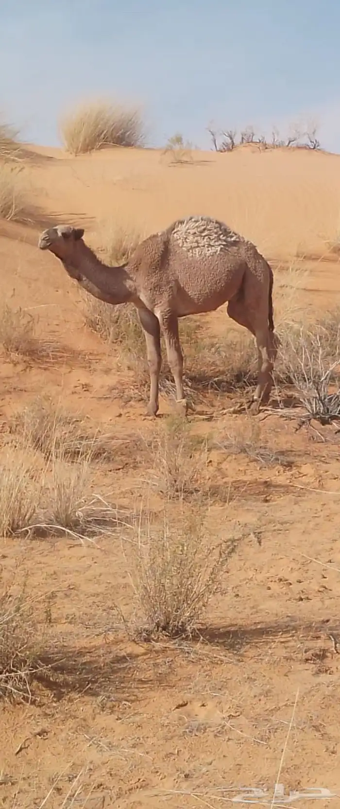 قعود حيسوني 1