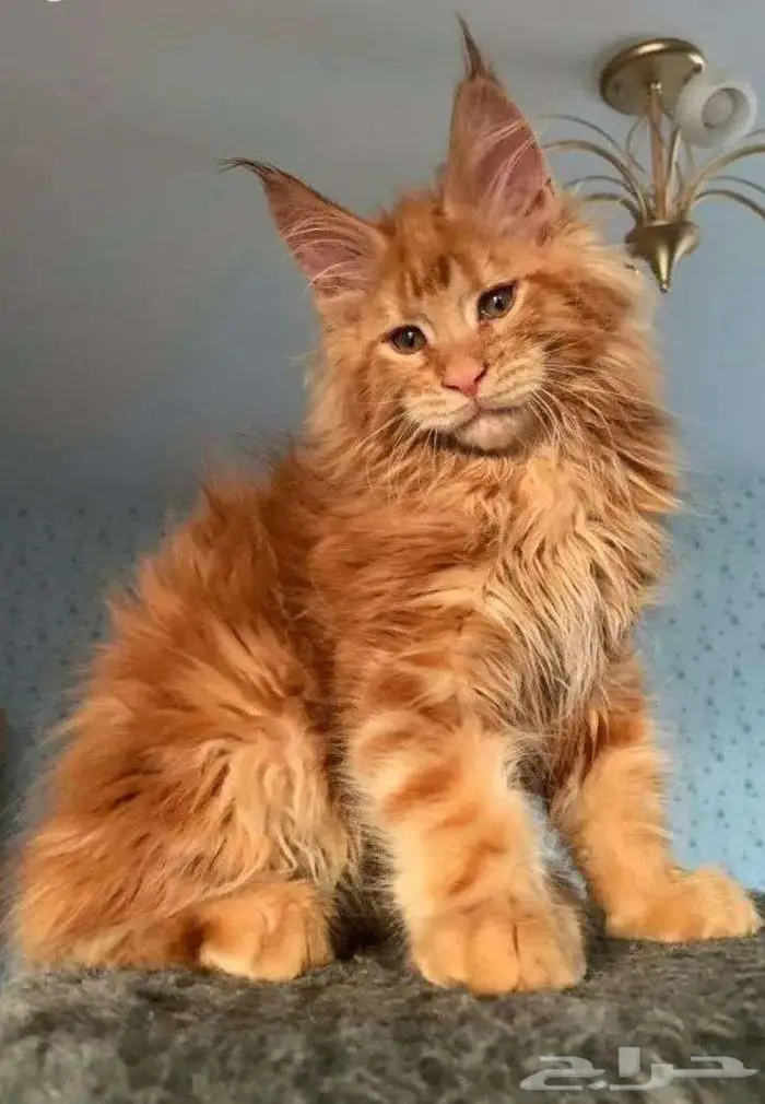 اسلام عليكم قطه لتبني 3