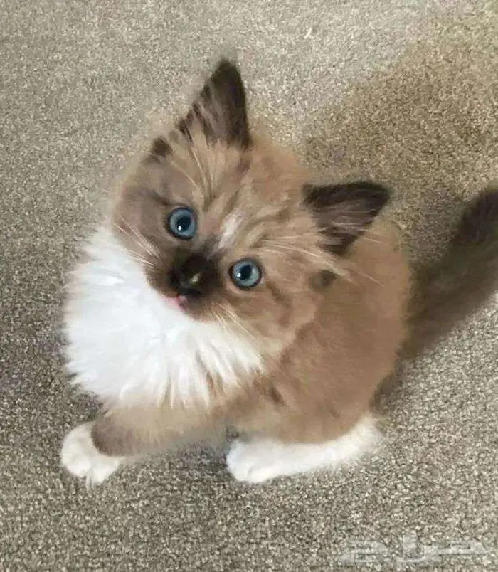 اسلام عليكم قطه لتبني 0