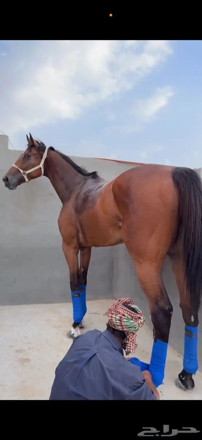حصان انجلينزي سسباق سسرعه 5