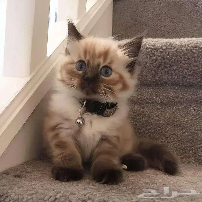 اسلام عليكم قطه لتبني 7