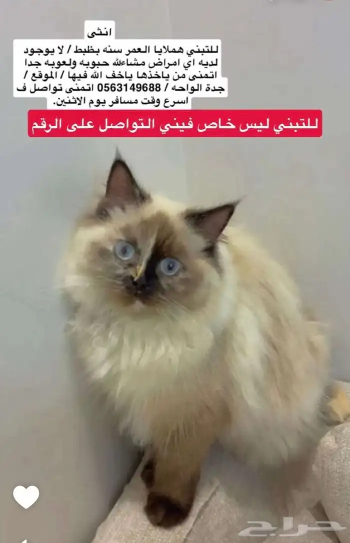 أثنى هملايا للتبني 0