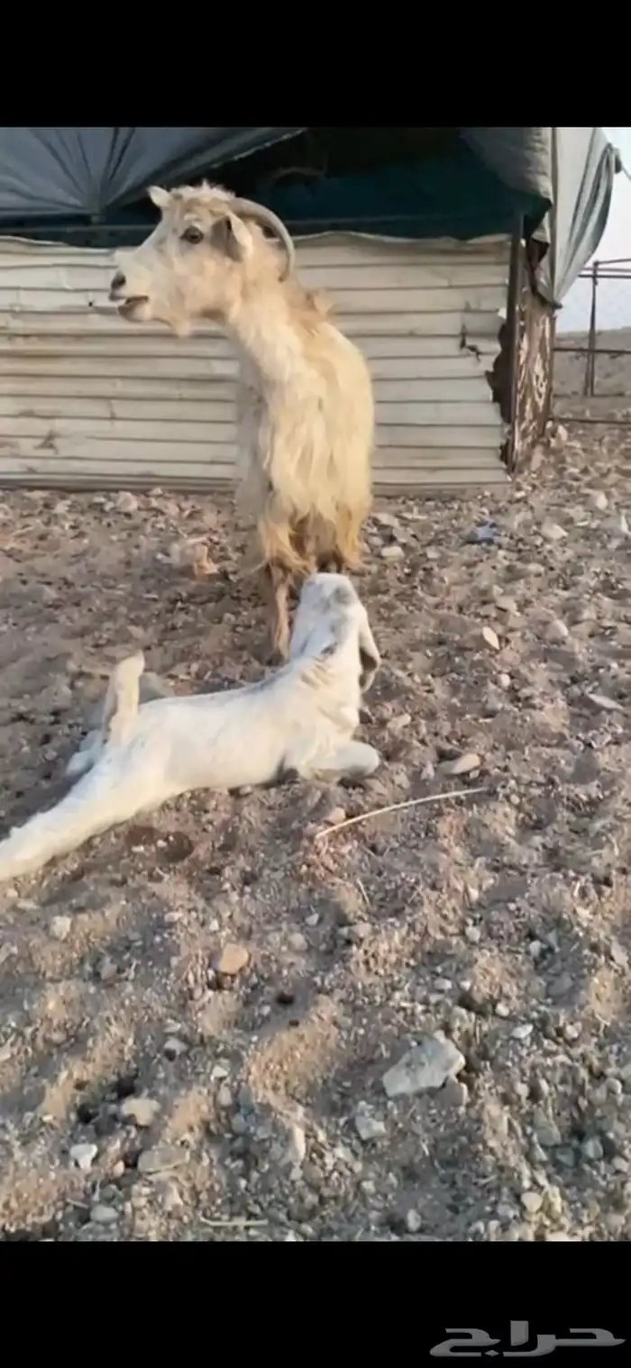 عنز تحتها تيس 0