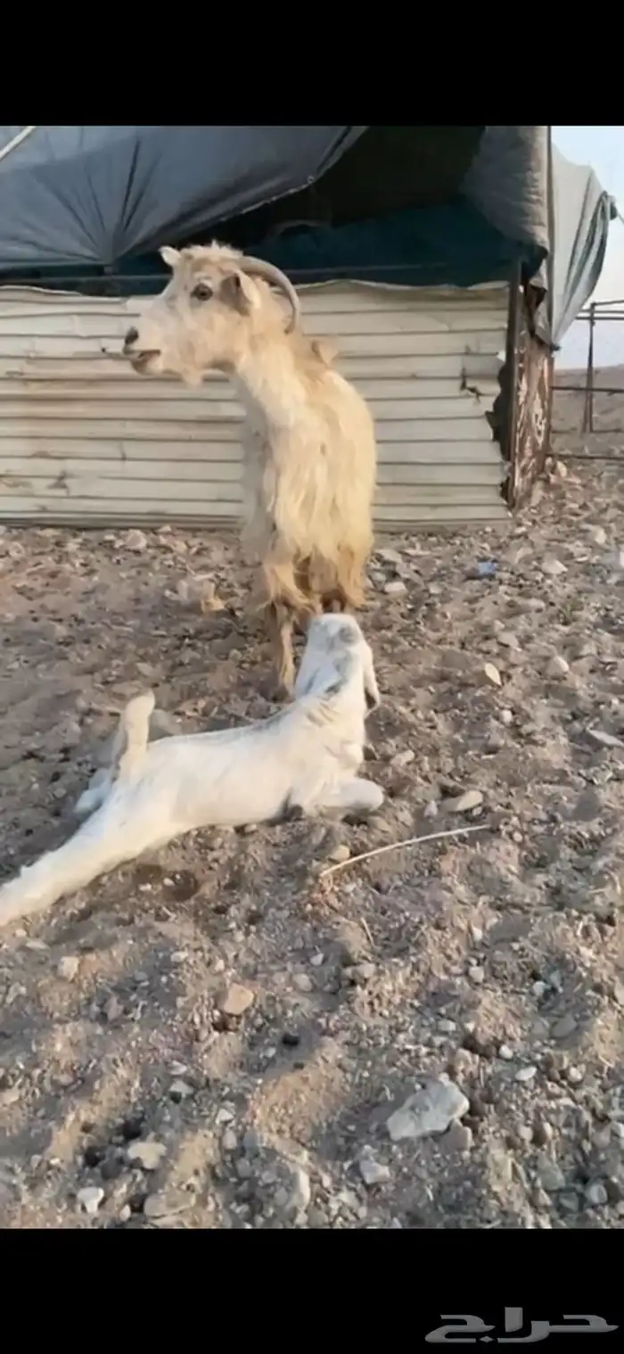 عنز تحتها تيس 2