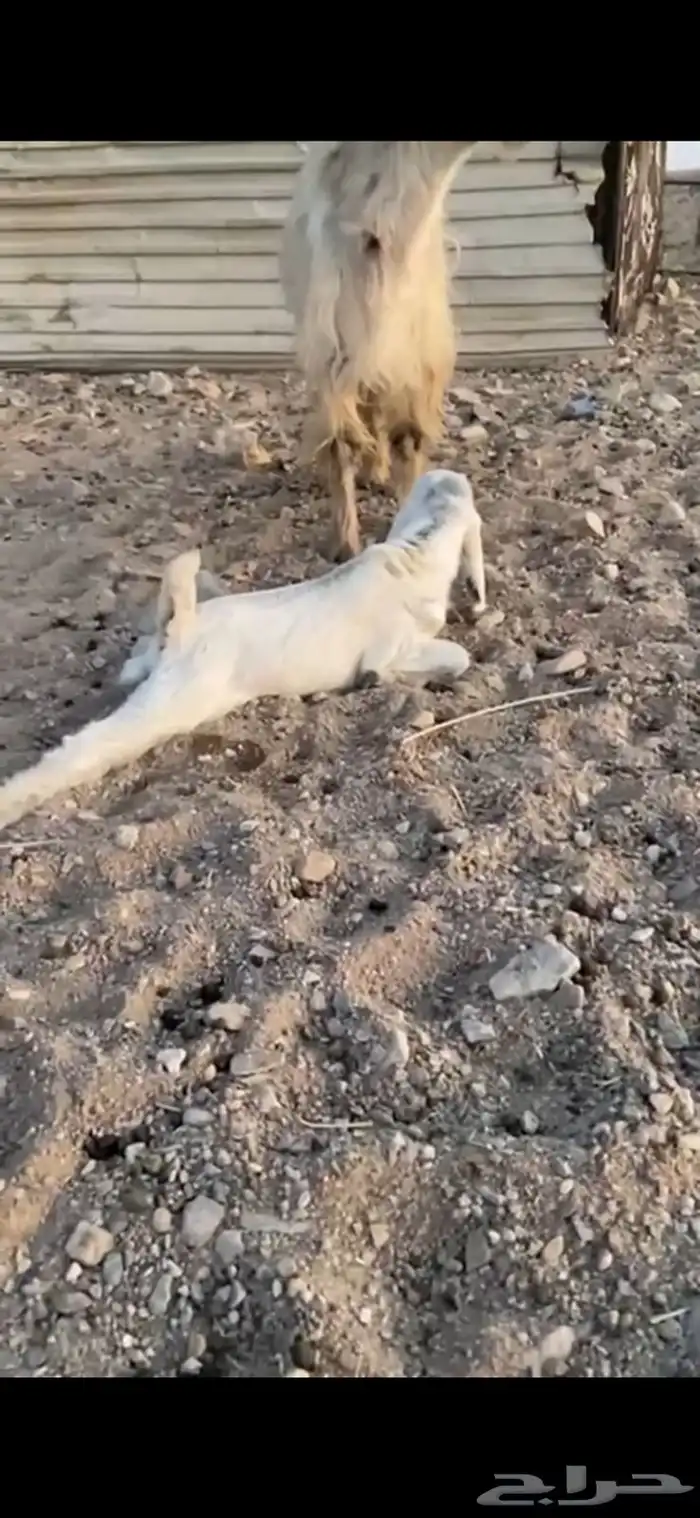 عنز تحتها تيس 1