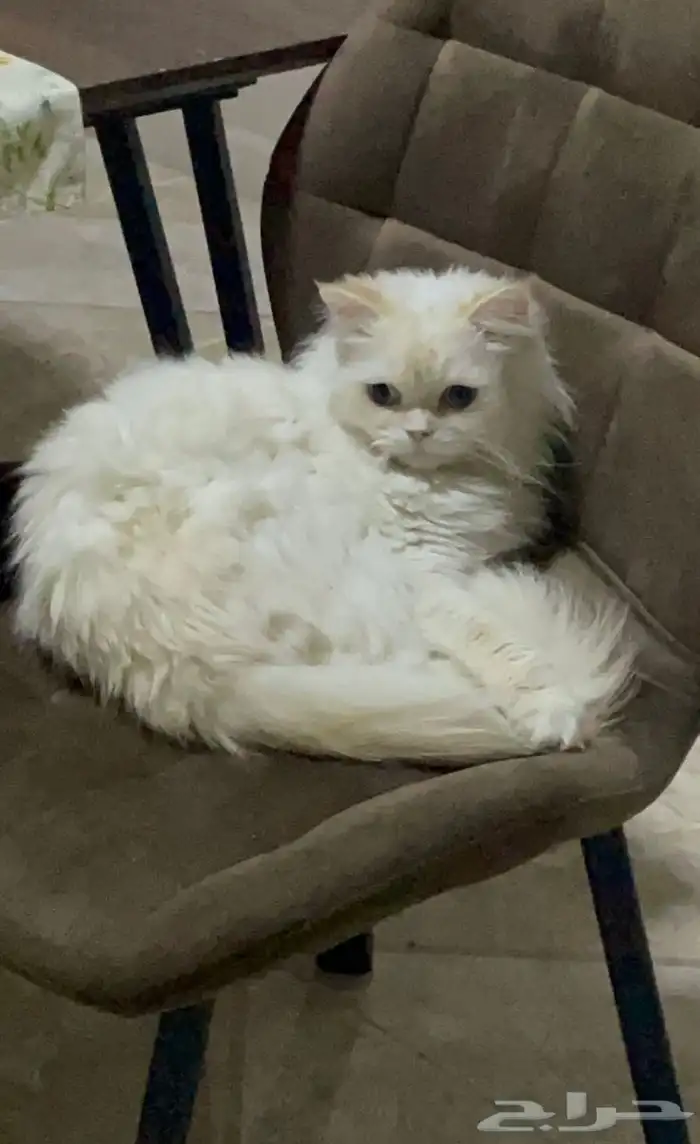 قطة للتزاوج 1