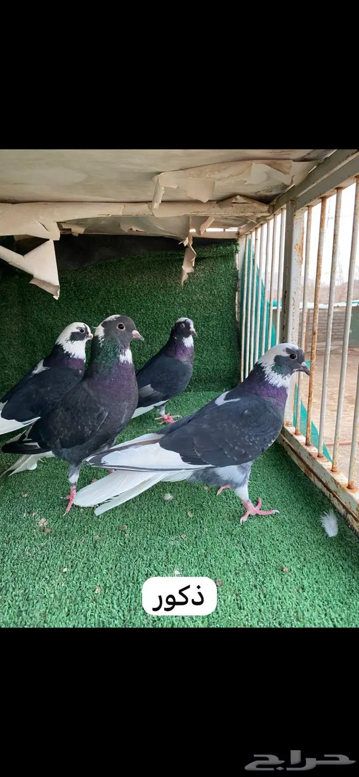 6 ازواج قطايف درع 1