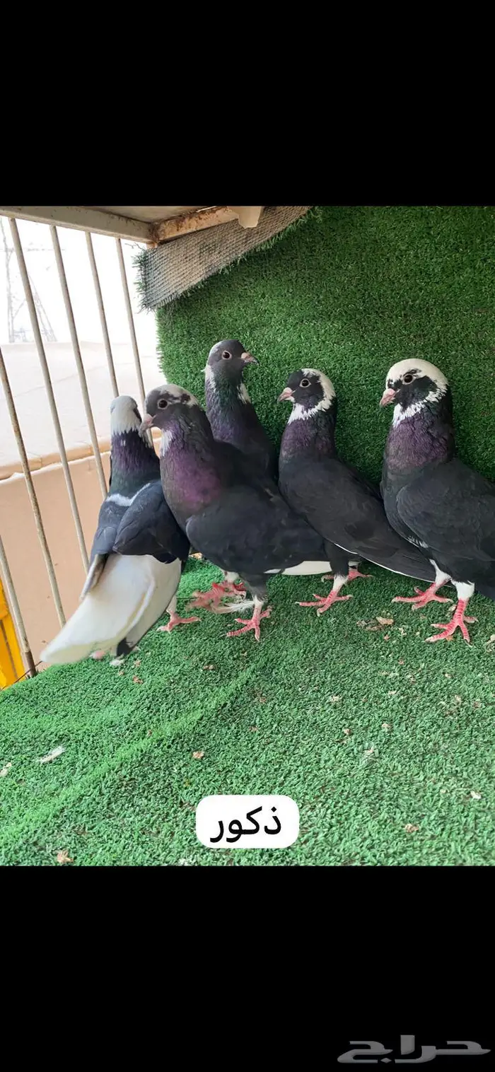 6 ازواج قطايف درع 0