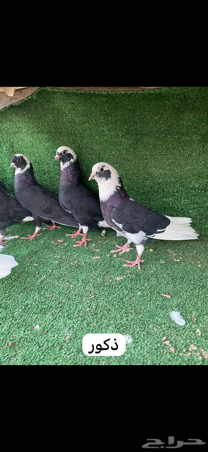 6 ازواج قطايف درع 2