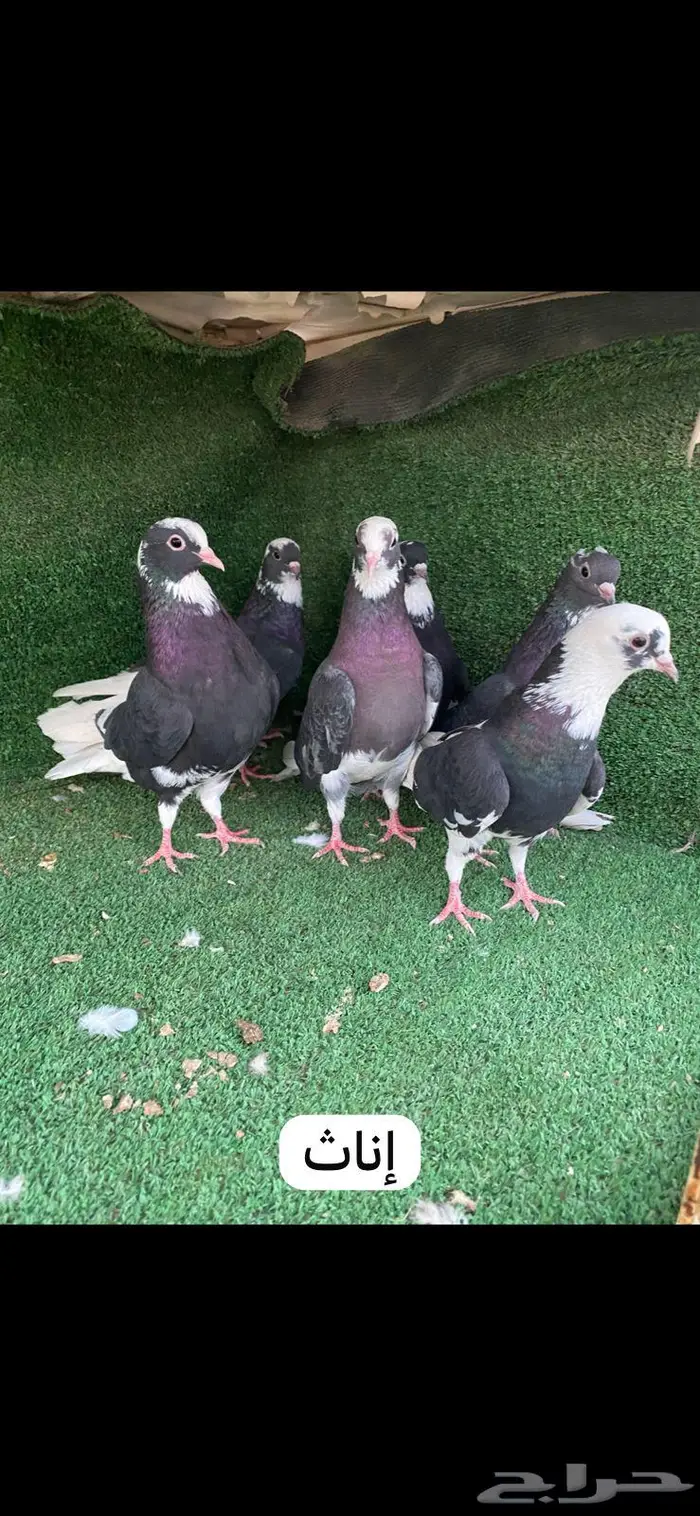 6 ازواج قطايف درع 7