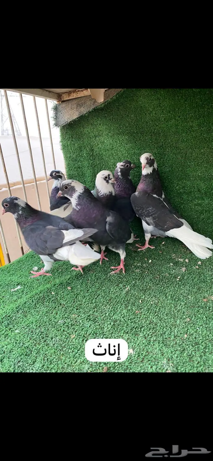 6 ازواج قطايف درع 4