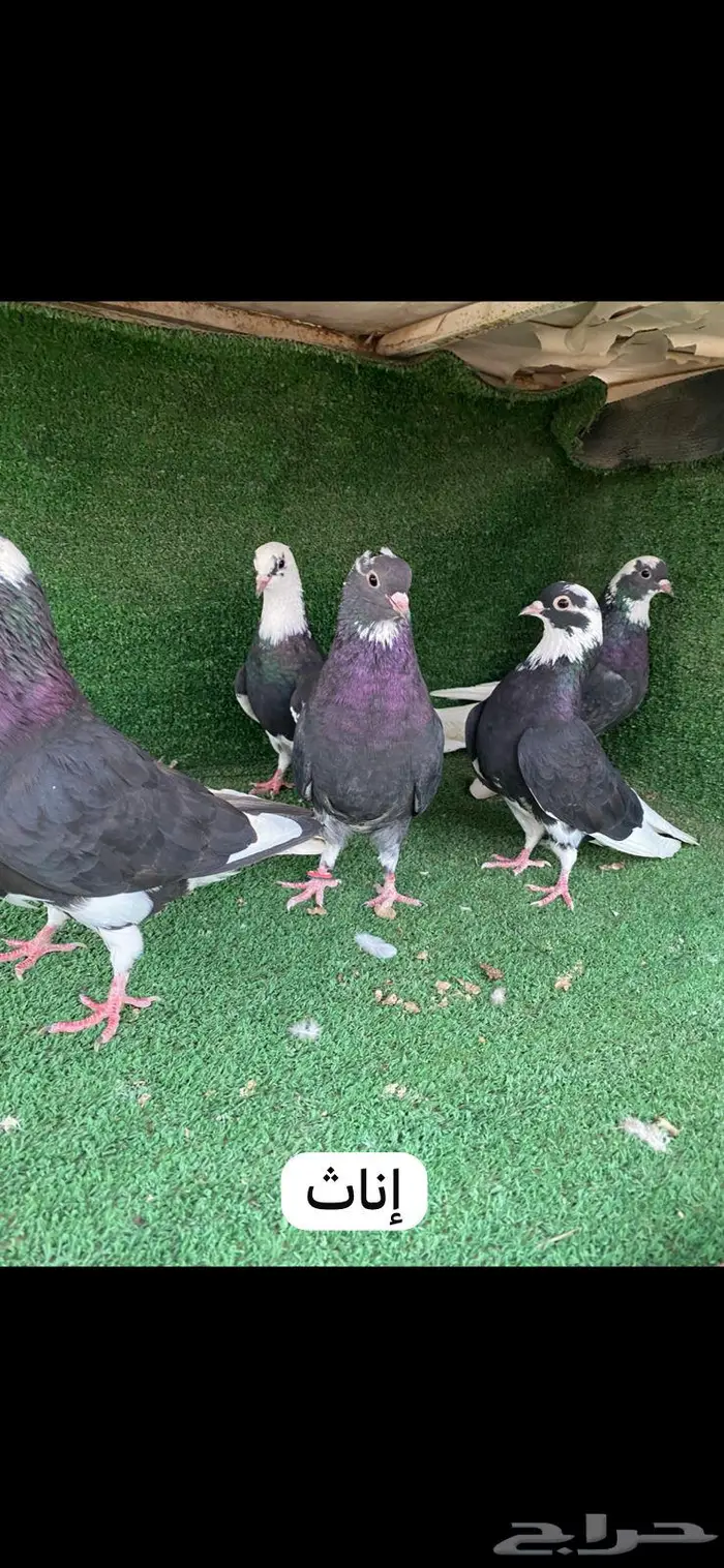 6 ازواج قطايف درع 5