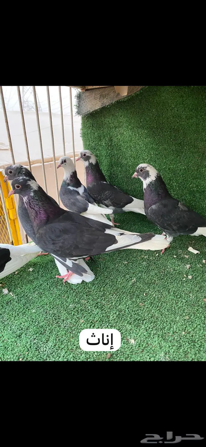 6 ازواج قطايف درع 6