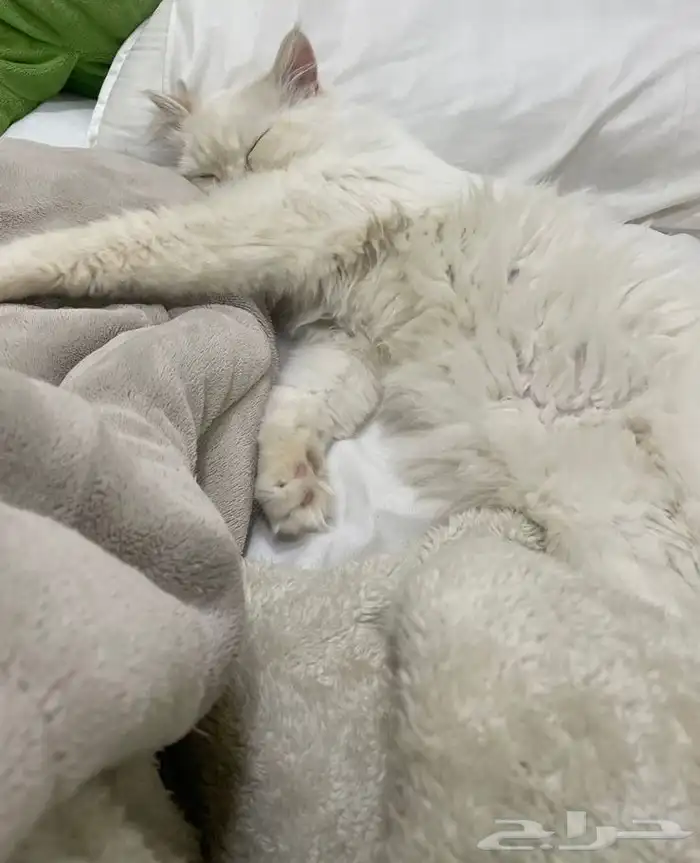 قطة للتزاوج 0