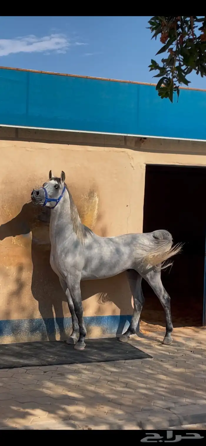 حصان مصري بيور صافي 2