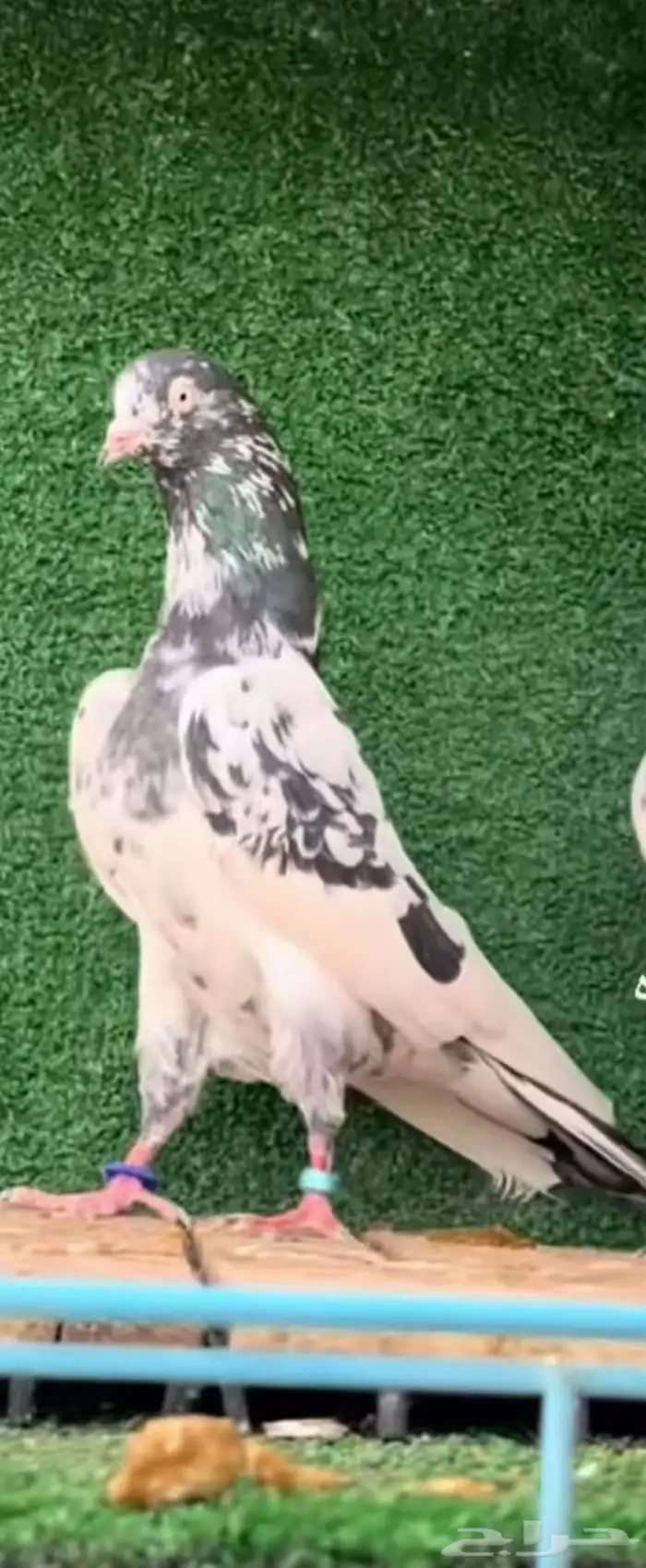 حمام باكستاني سخي 3