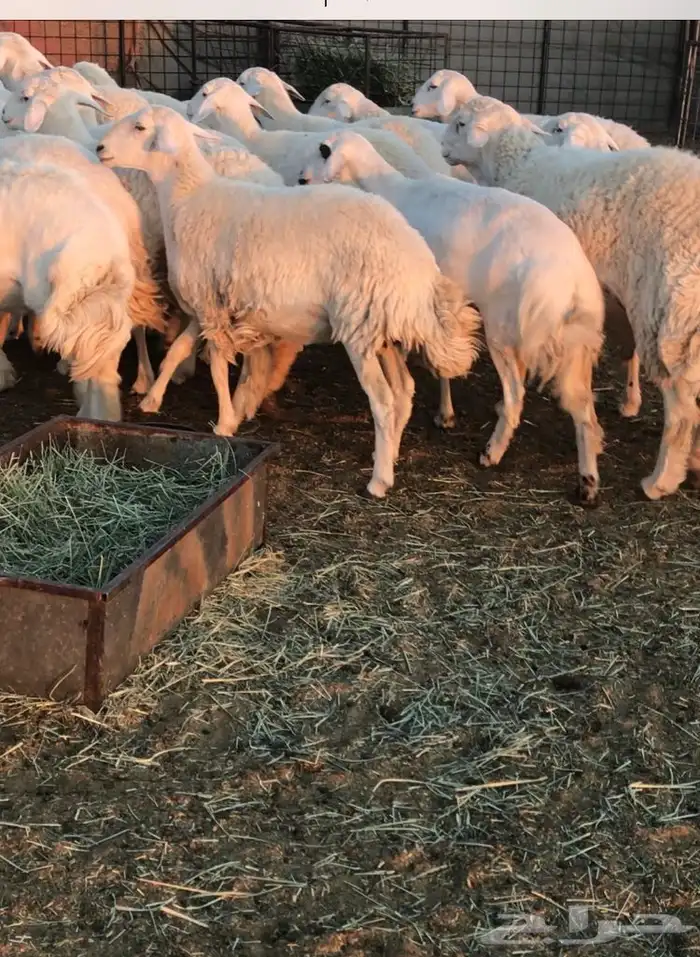 رخال حرش مراح 3