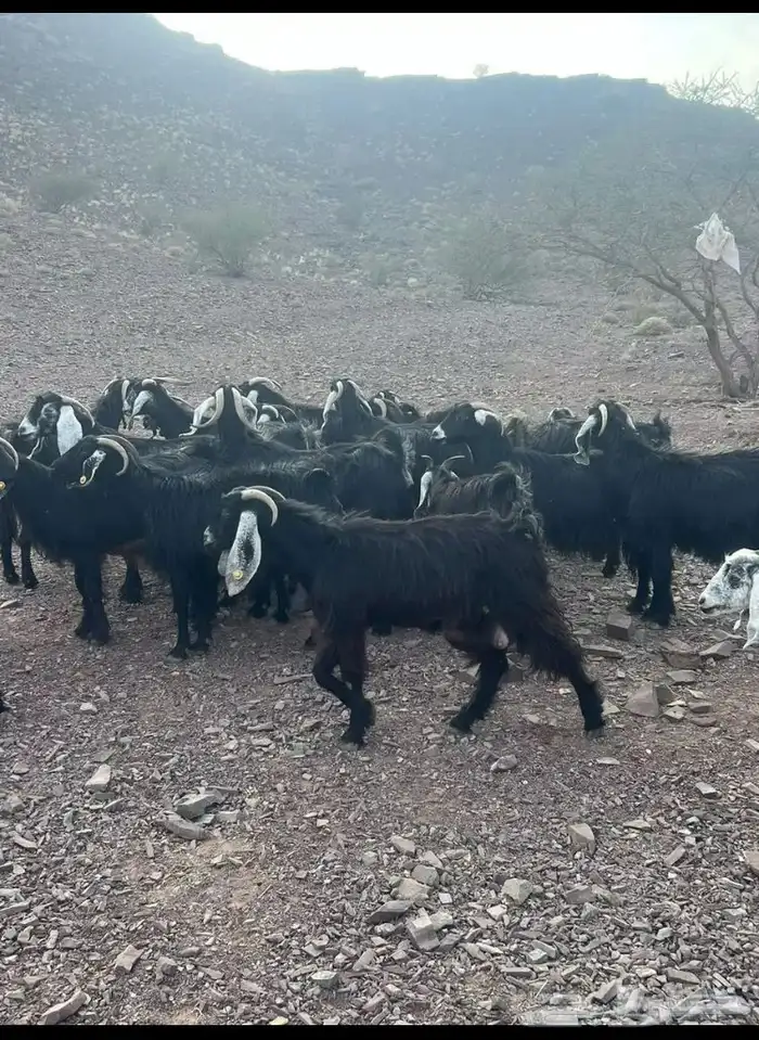 معزا ولد ودفيع كلها شبب 1