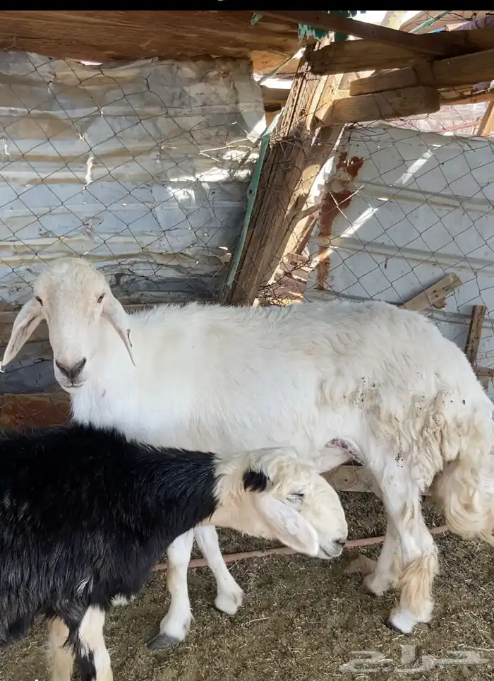 المدينه المنوره 2