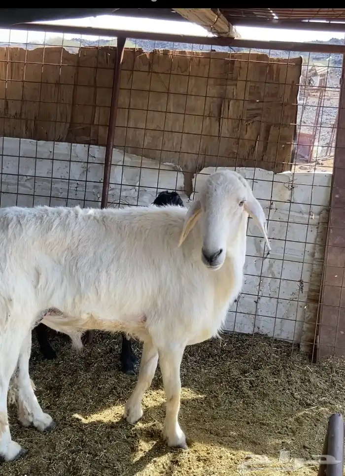 المدينه المنوره 1