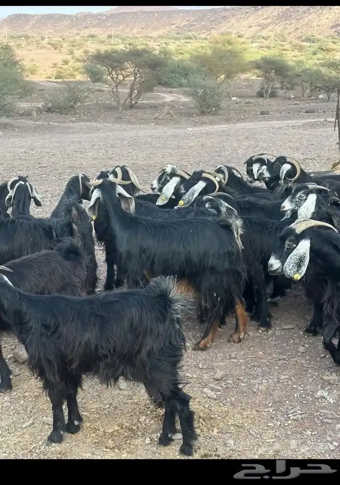 معزا ولد ودفيع كلها شبب 0