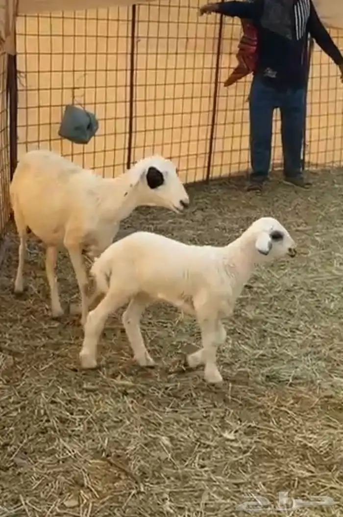 حريات دفيع 3