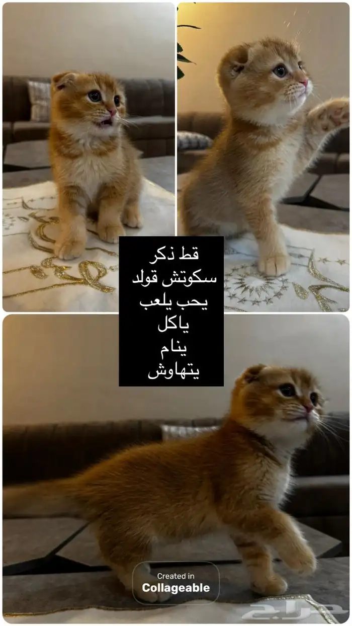 سكوتش قولد للبيع 2